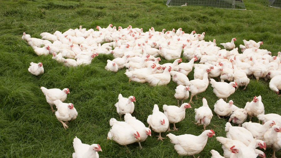 Policía Farms. White chickens are grazing in grass.