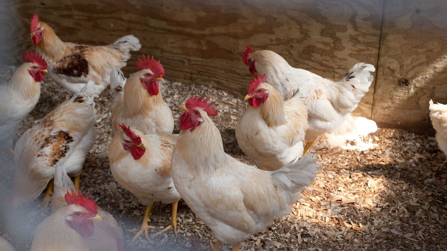 الحضنة of white and tan chickens on farm