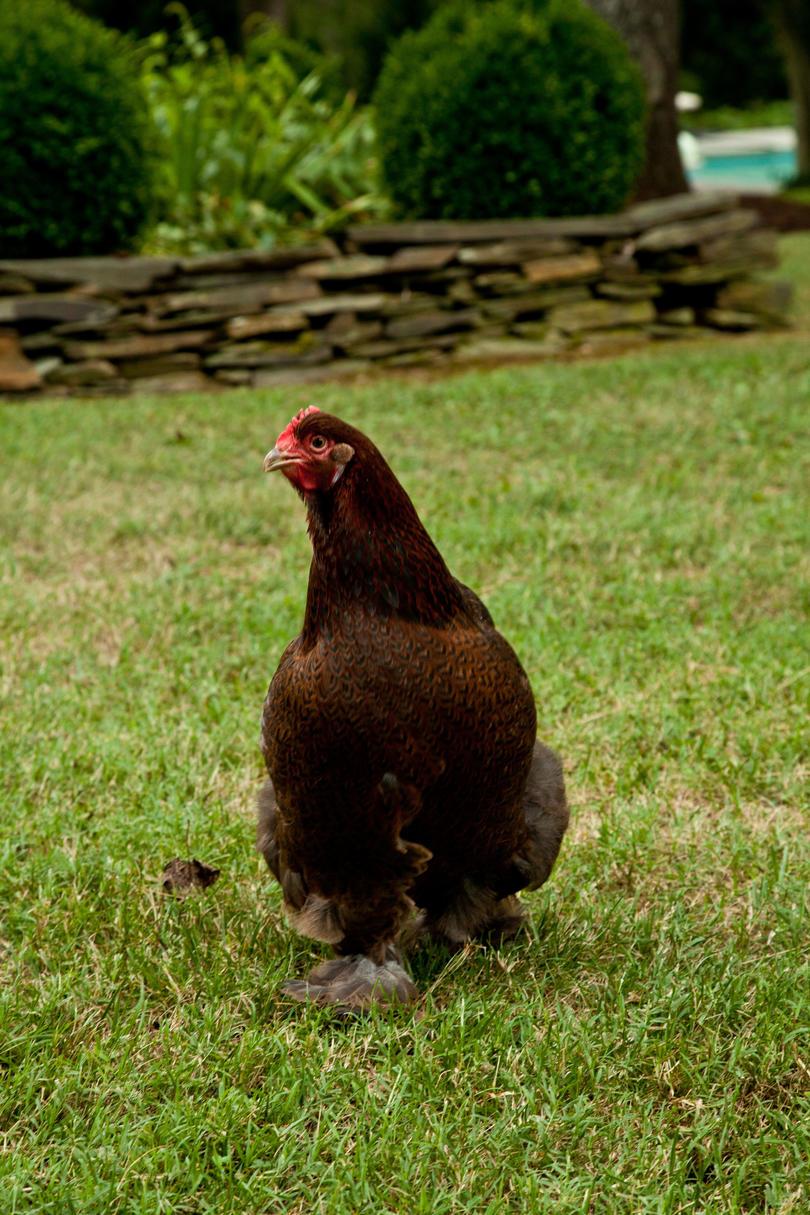 Břidlice Hill Farm. Puopolo farmhouse. Close-up of chicken walking on grounds outside of house.