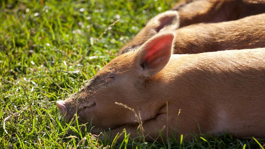 بنى piglets sleeping in grass