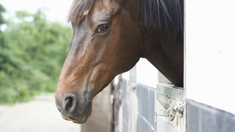 кафяв horse in stall