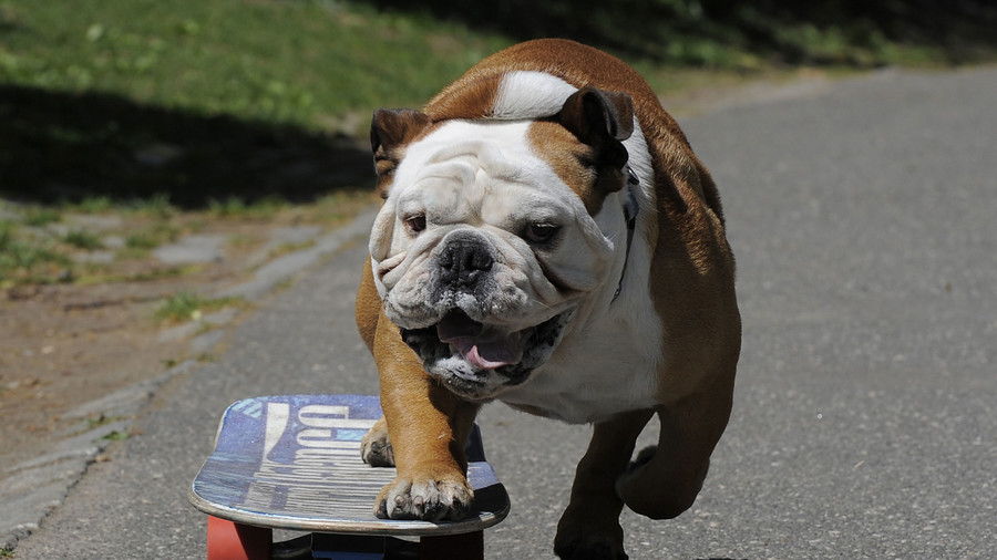 Inglés Bulldog on Skateboard