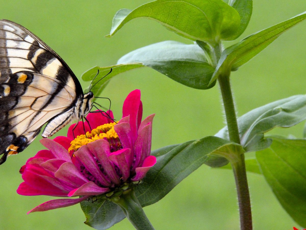 Tigre Swallowtail Butterfly on Zinnia