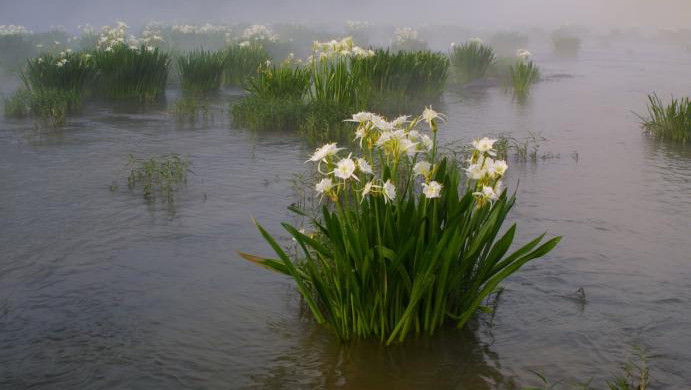 Cahaba River Lilies (Alabama)