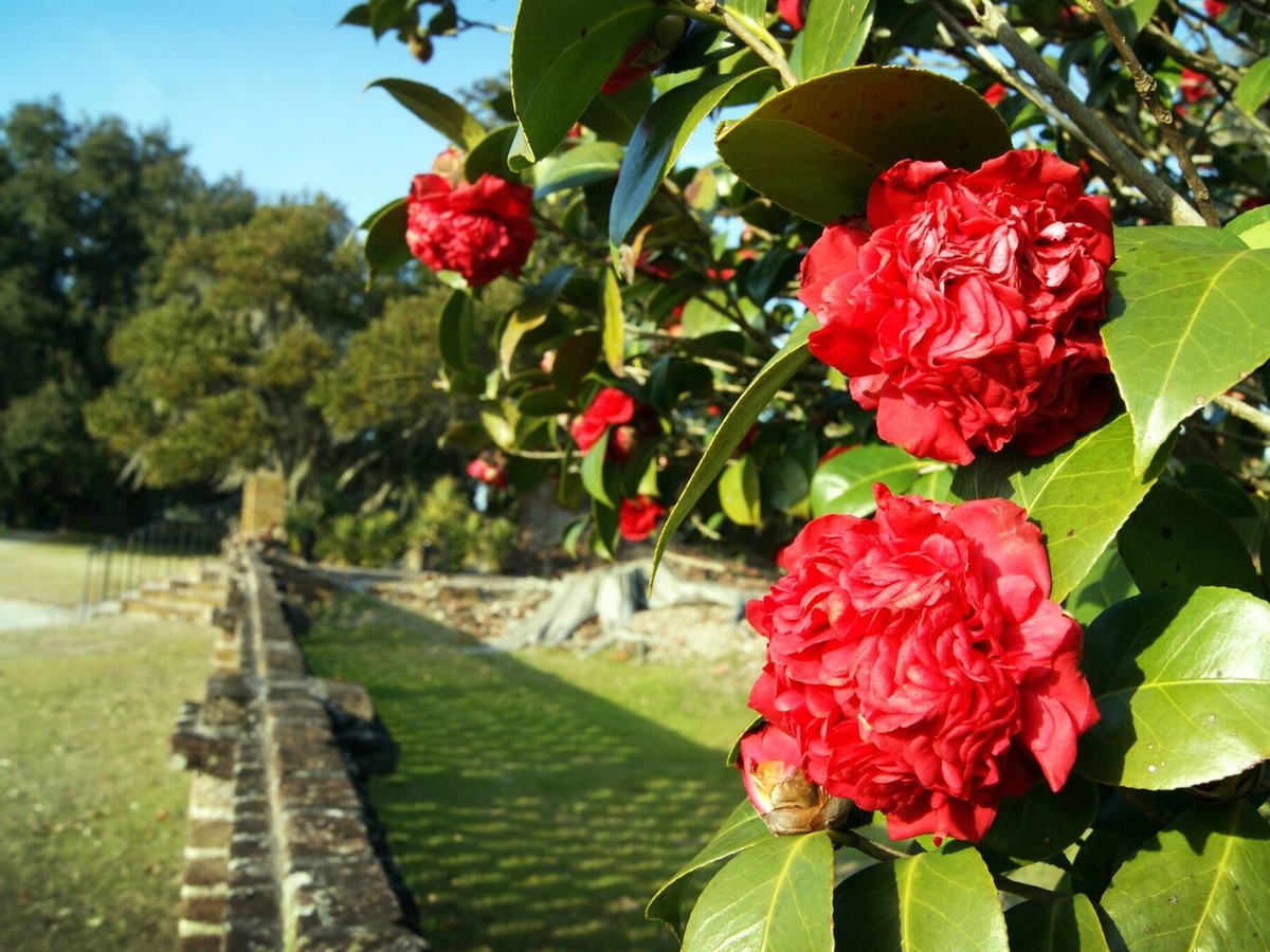 Camellias 