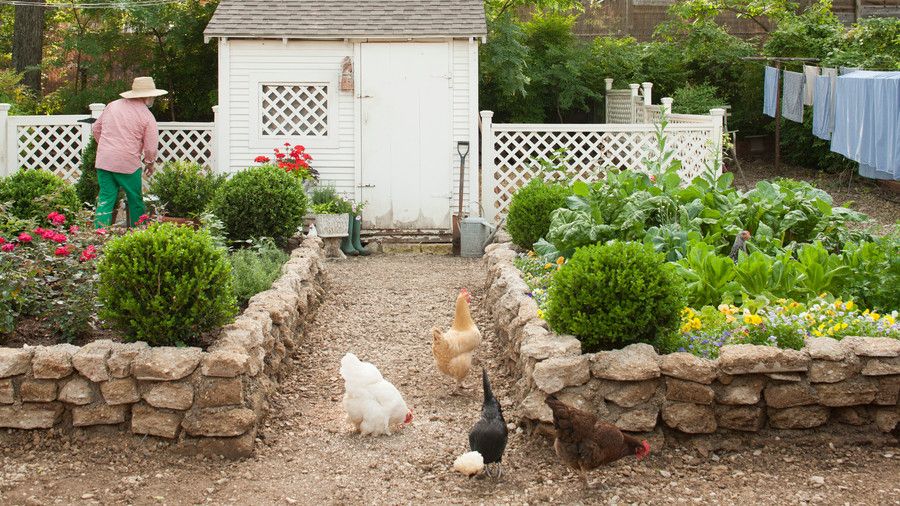 دجاج grazing while walking in front of chicken coop in garden; man (Jimmie Henslee) in background.