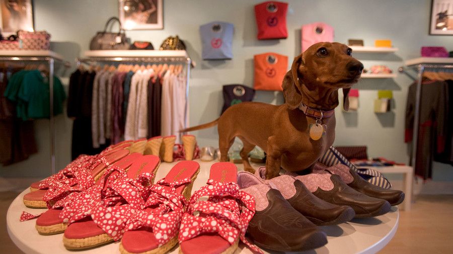 Daschund in store with shoes
