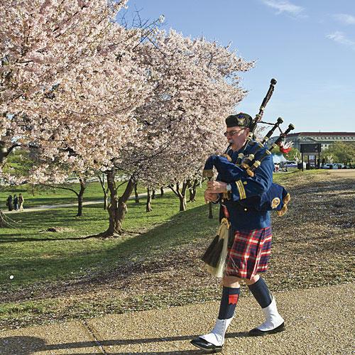 صورة of cherry blossom trees in washington dc national mall