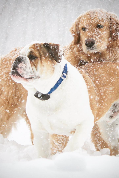 ثور Dog and Golden Retriever In the Snow