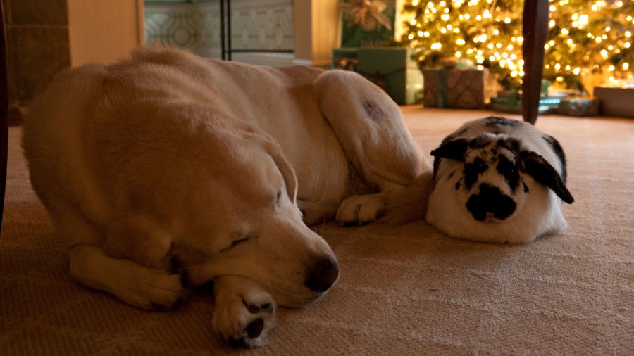 Conejito and dog sleeping by christmas tree