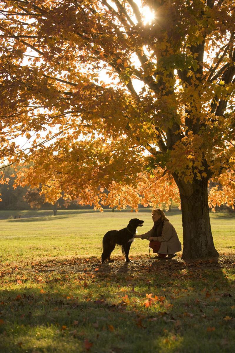 perro by tree in fall