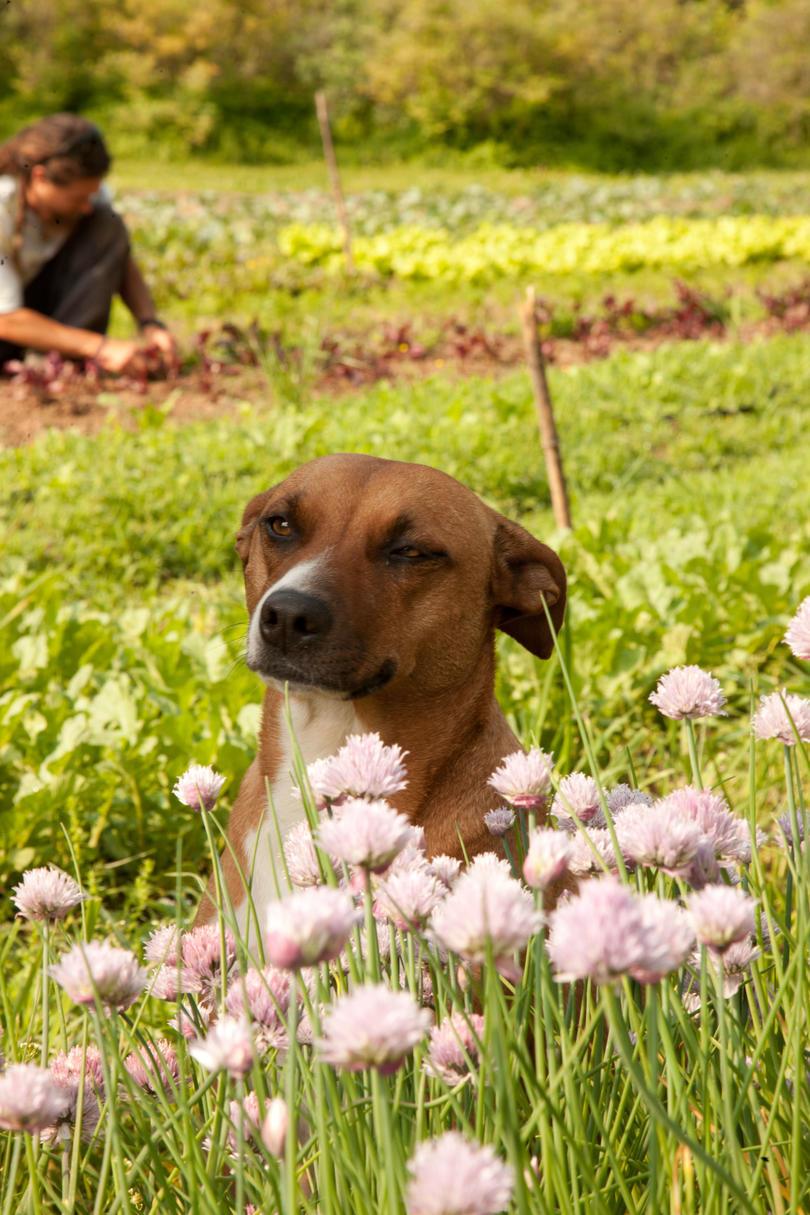 Perro in flower field
