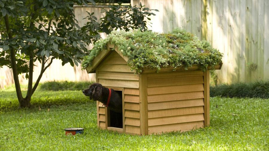 куче in succulent roof dog house
