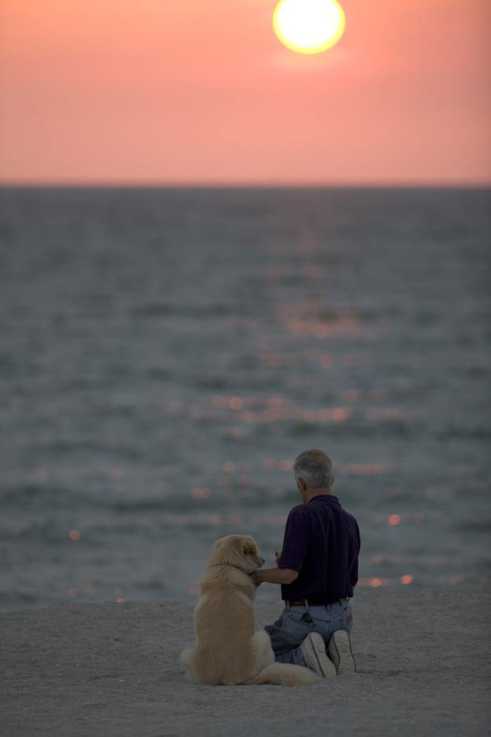 куче on beach with sunset