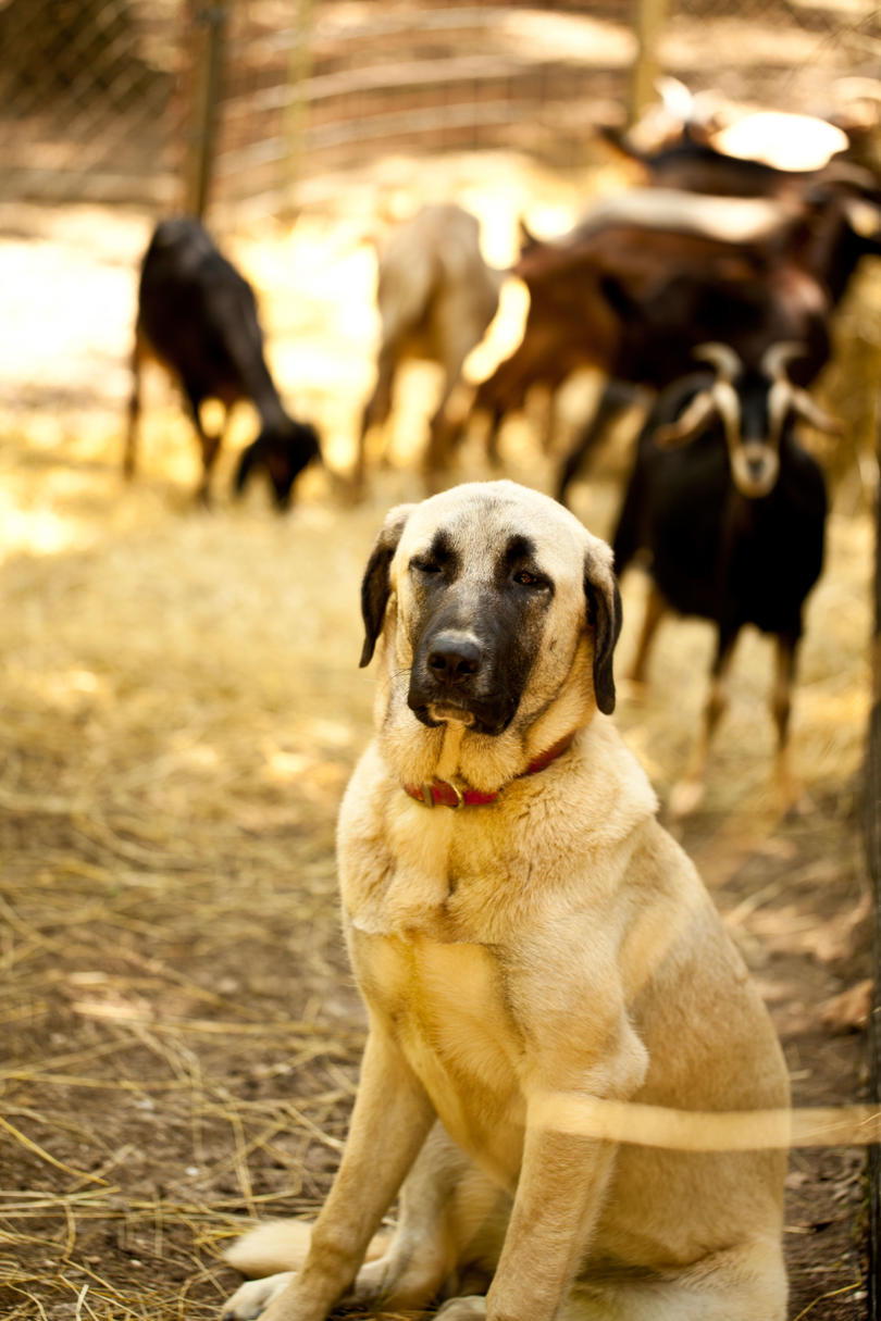 шисти Hill Farm dog with goats