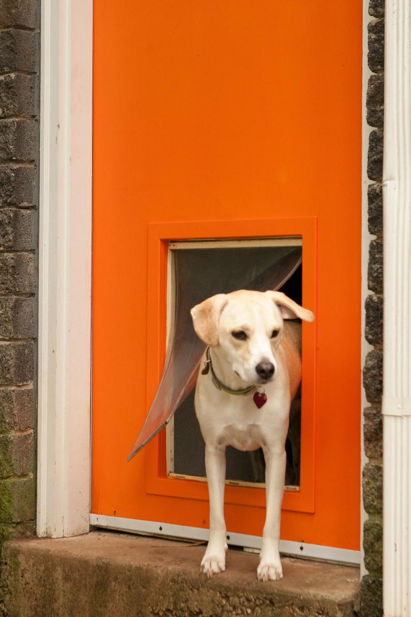perro walking through doggie door