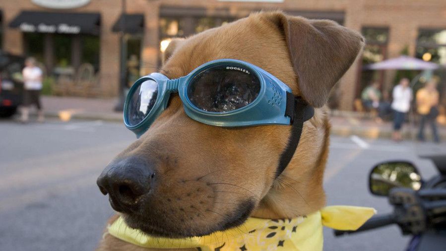 куче wearing sunglasses
