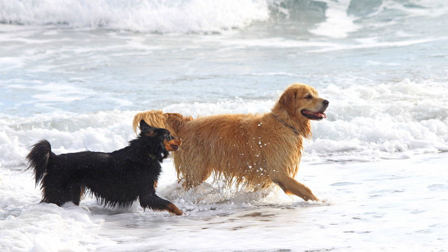 الكلاب playing in beach waves