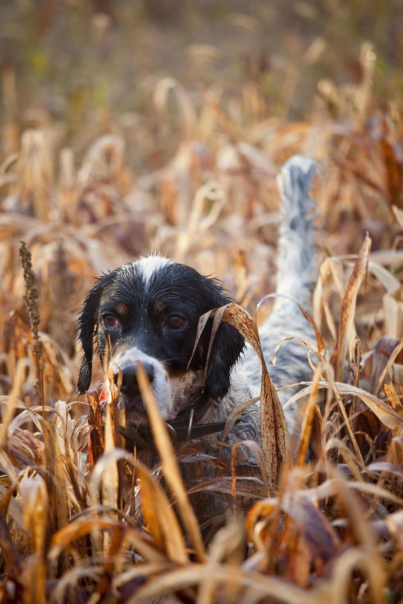 Inglés pointer hunting dog in field