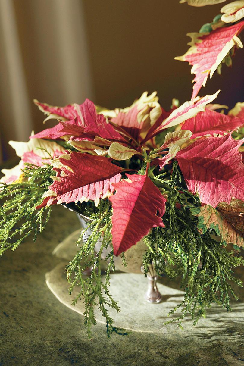 Hojas perennes and Poinsettias