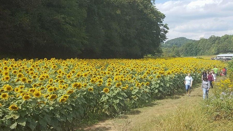 ذكر Fausett Farms Sunflowers
