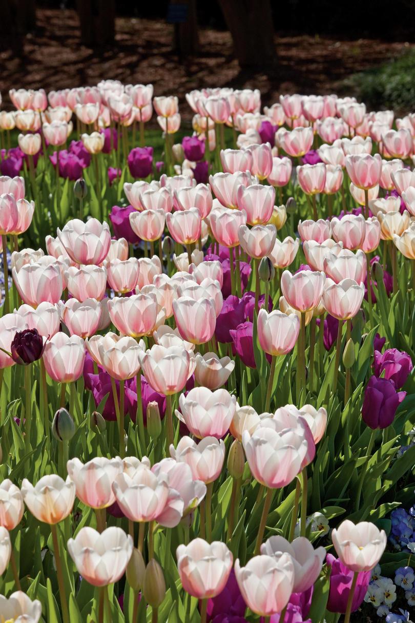 Lyserød & Purple Tulips