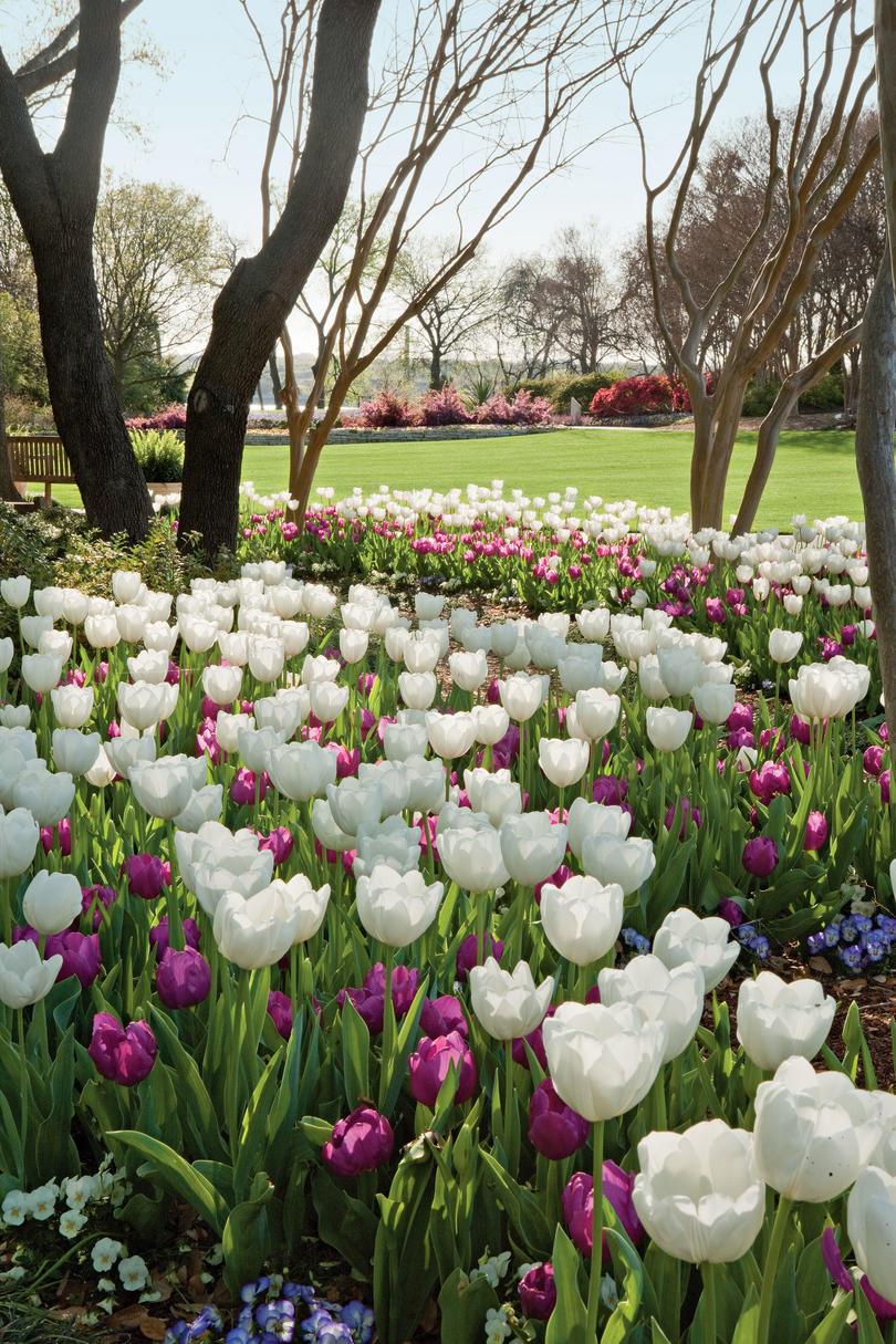 ホワイト & Purple Tulips