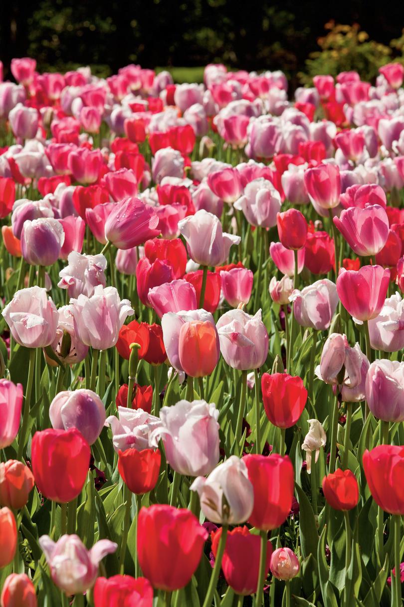Růžový Tulips