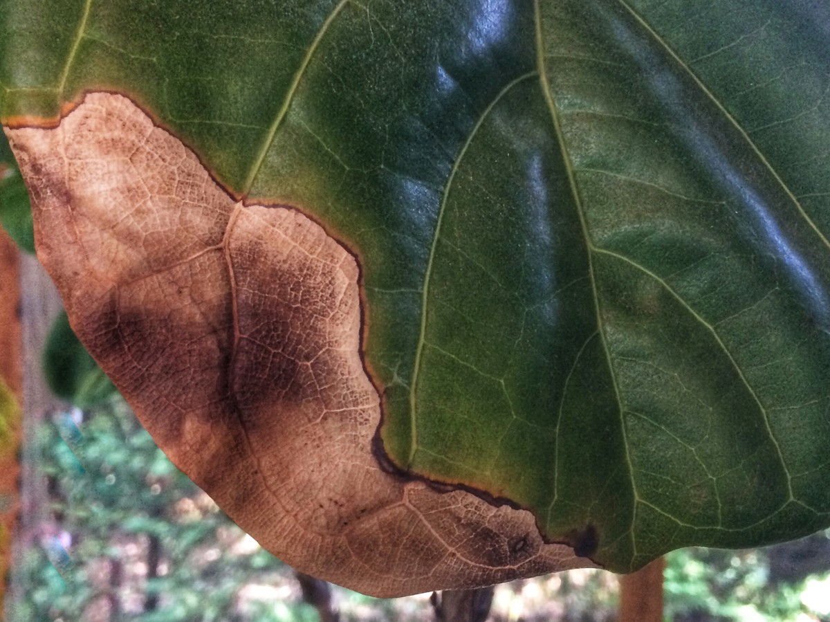 كمان Leaf Fig Brown Spots