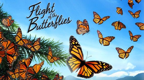 طيران of the Butterflies