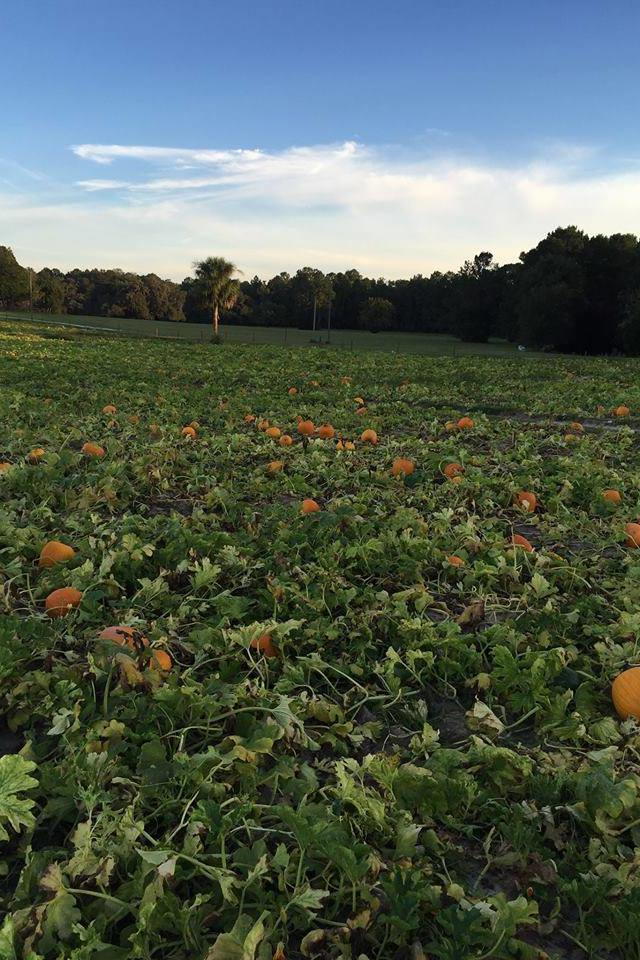 Mejor Pumpkin Patches in Every Southern State Florida