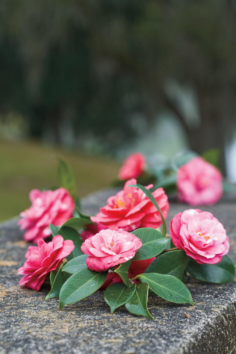Jižní Gardening: Camellias in Charleston