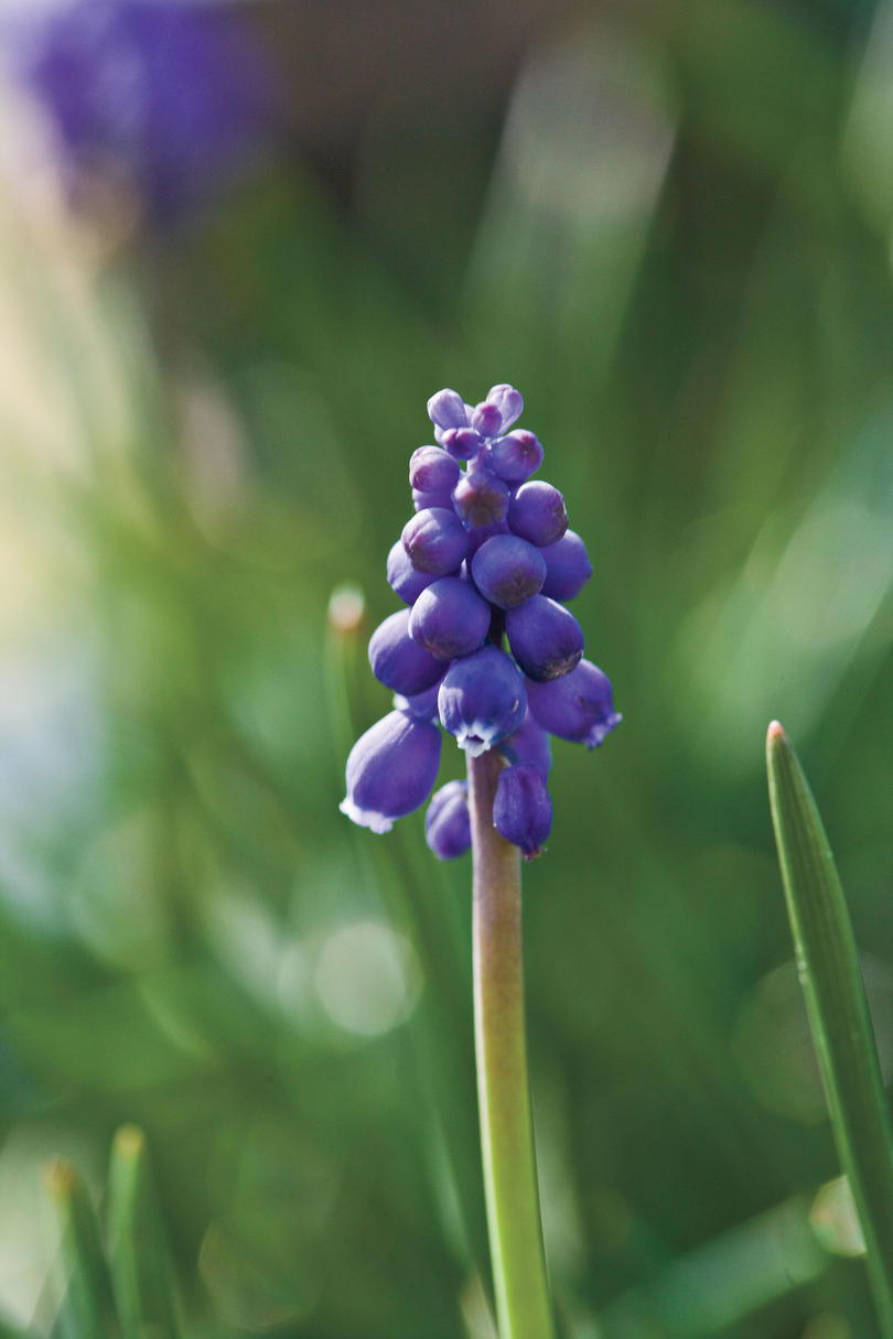 عنب Hyacinth