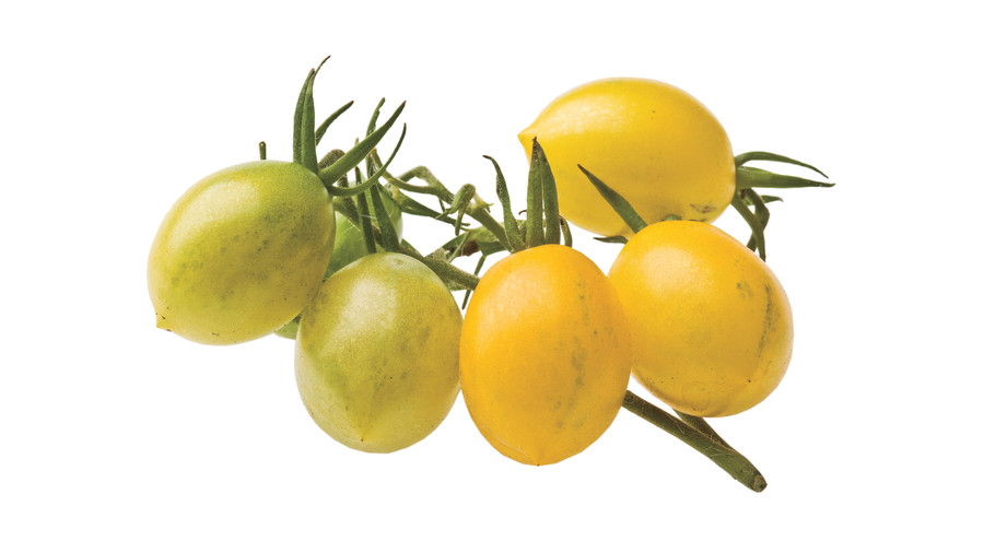 Voksende Tiny, Tasty Tomatoes: ‘Yellow Grape’
