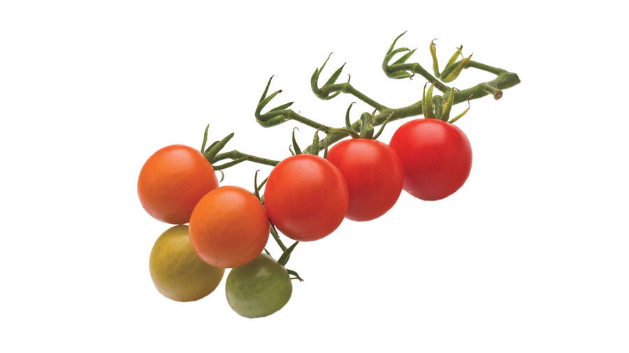 Voksende Tiny, Tasty Tomatoes: ‘Super Sweet 100’