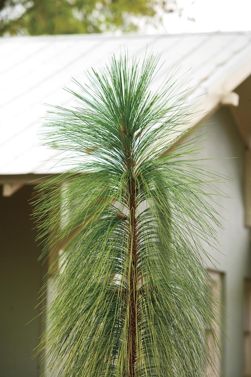 Tolerante a la sequía Native Plants: Longleaf pine 