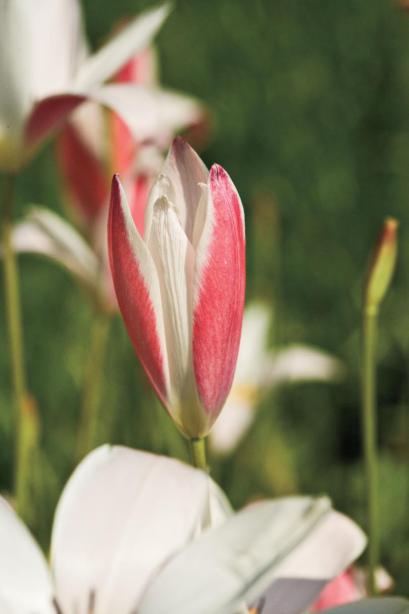 'Lady Jane' Tulip