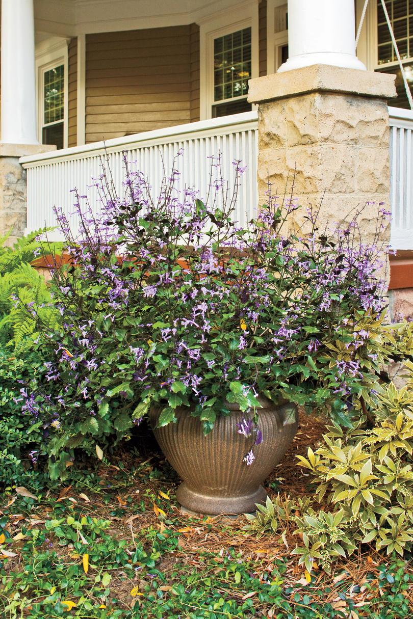 منى Lavender Plectranthus Flower Pots
