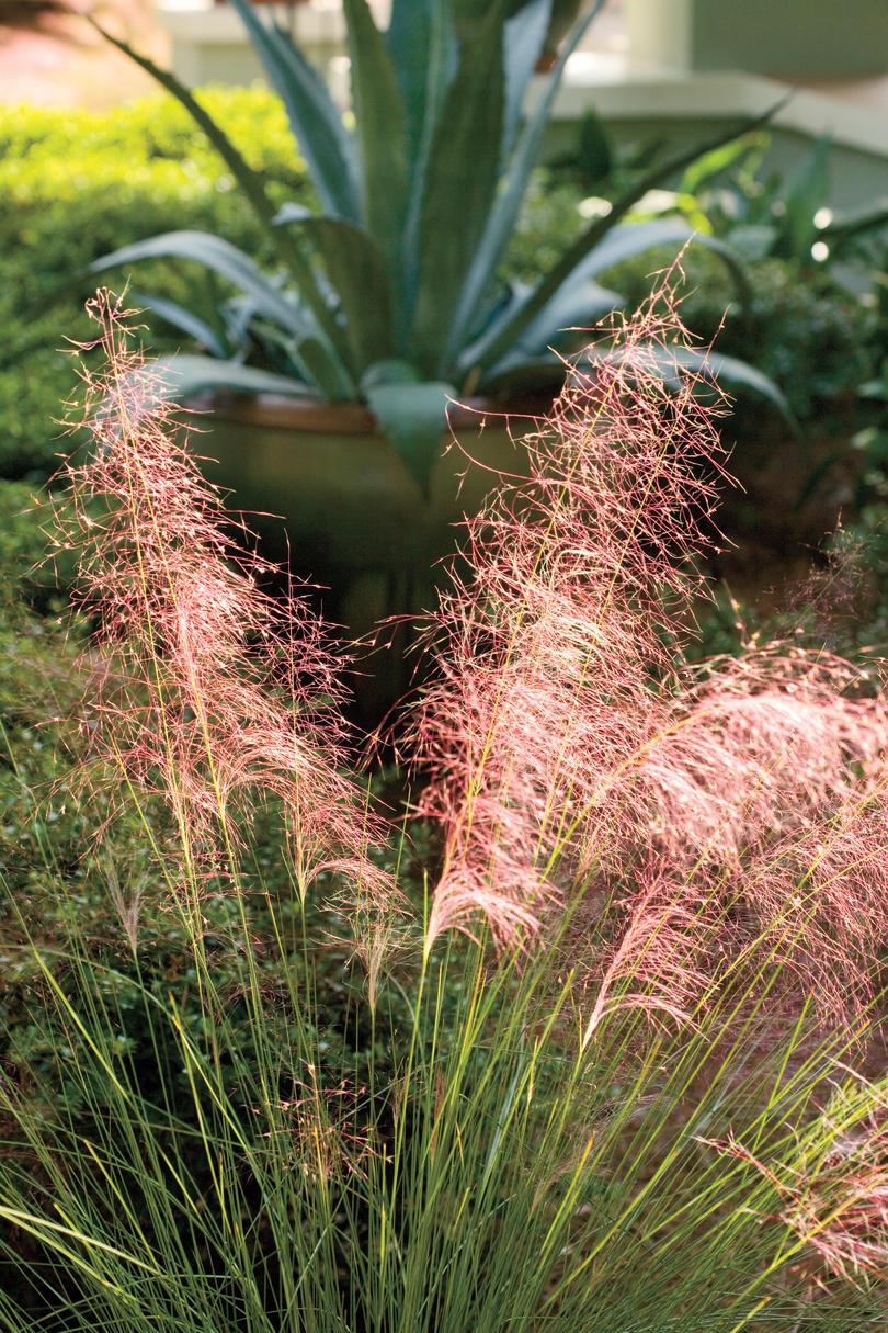 تسامحا الجفاف Native Plants: Pink muhly 