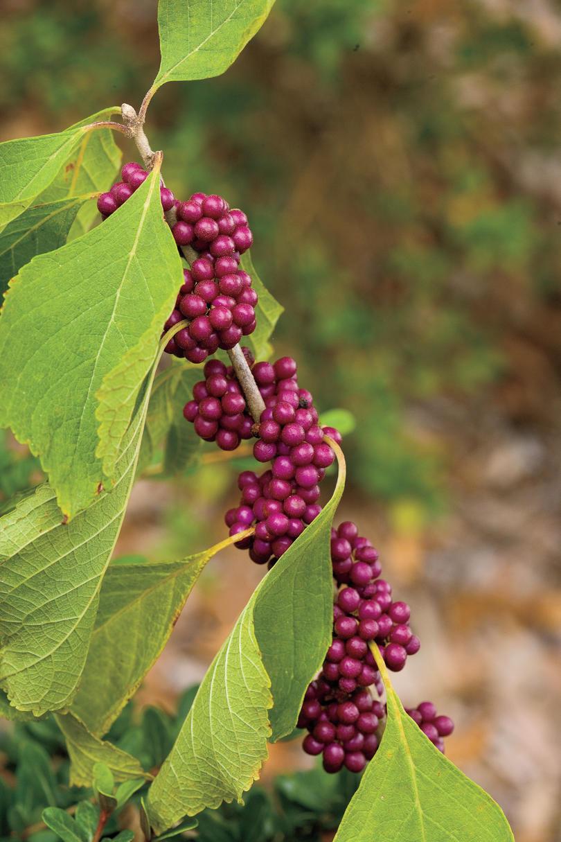 Tolerante a la sequía Native Plants: Beautyberry
