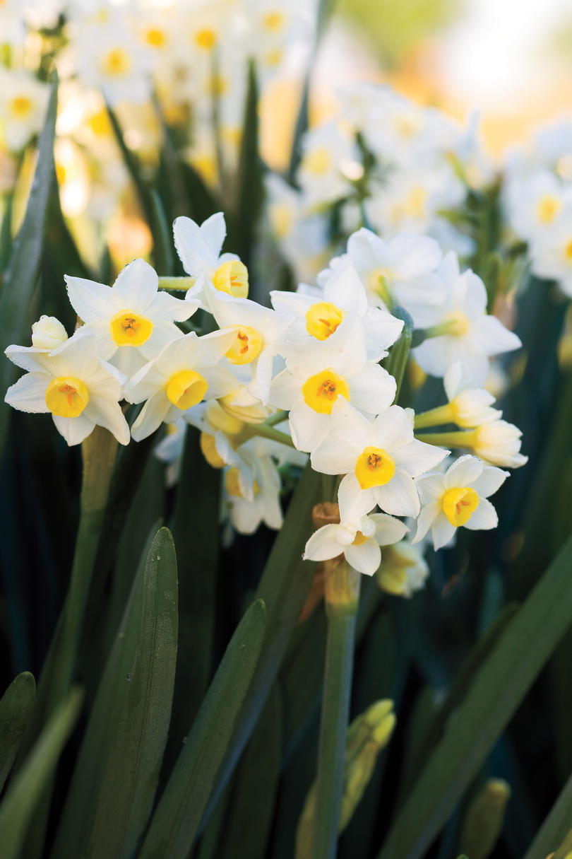 'Grand Primo' Daffodils