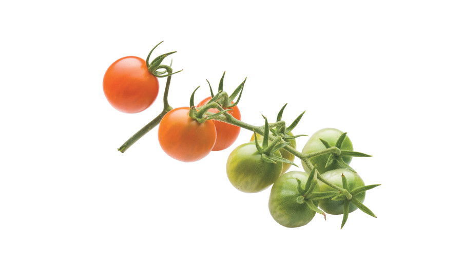 Voksende Tiny, Tasty Tomatoes: ‘Sun Gold’ 
