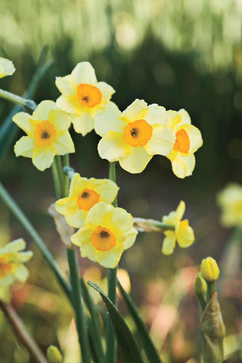 'Golden Dawn' Daffodil