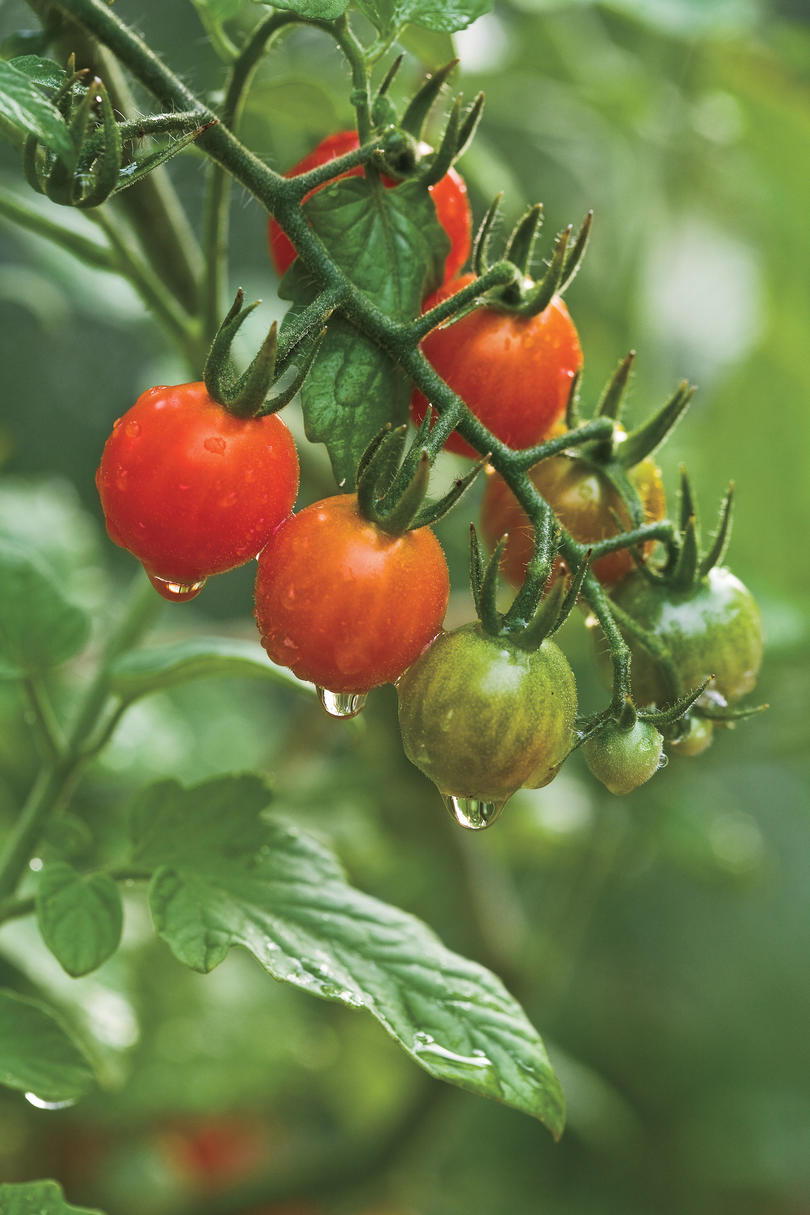 متزايد Tiny, Tasty Tomatoes:Tomato Sources