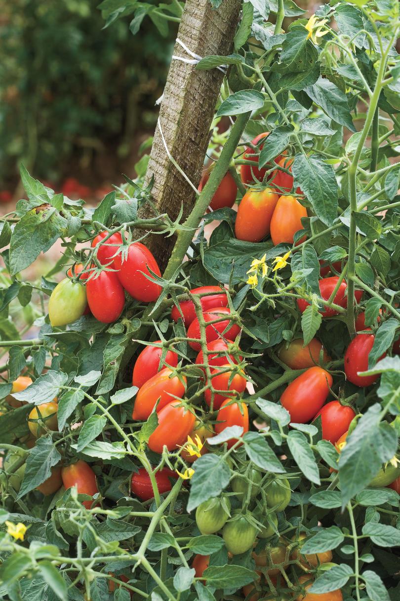 Voksende Tiny, Tasty Tomatoes: The Basics