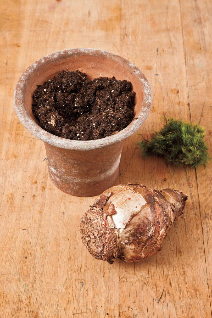 どのように to Plant Amaryllis Bulbs: Step 1