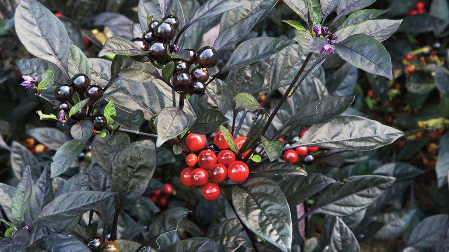 'Black Pearl' Ornamental Pepper