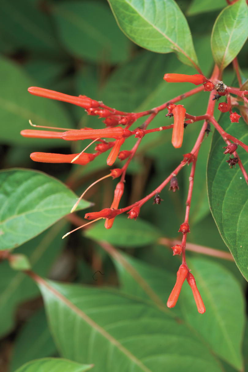 Tolerante a la sequía Native Plants: Firebush 