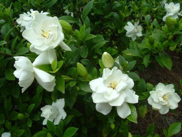 gardenia-copy-e1401459011661.jpg