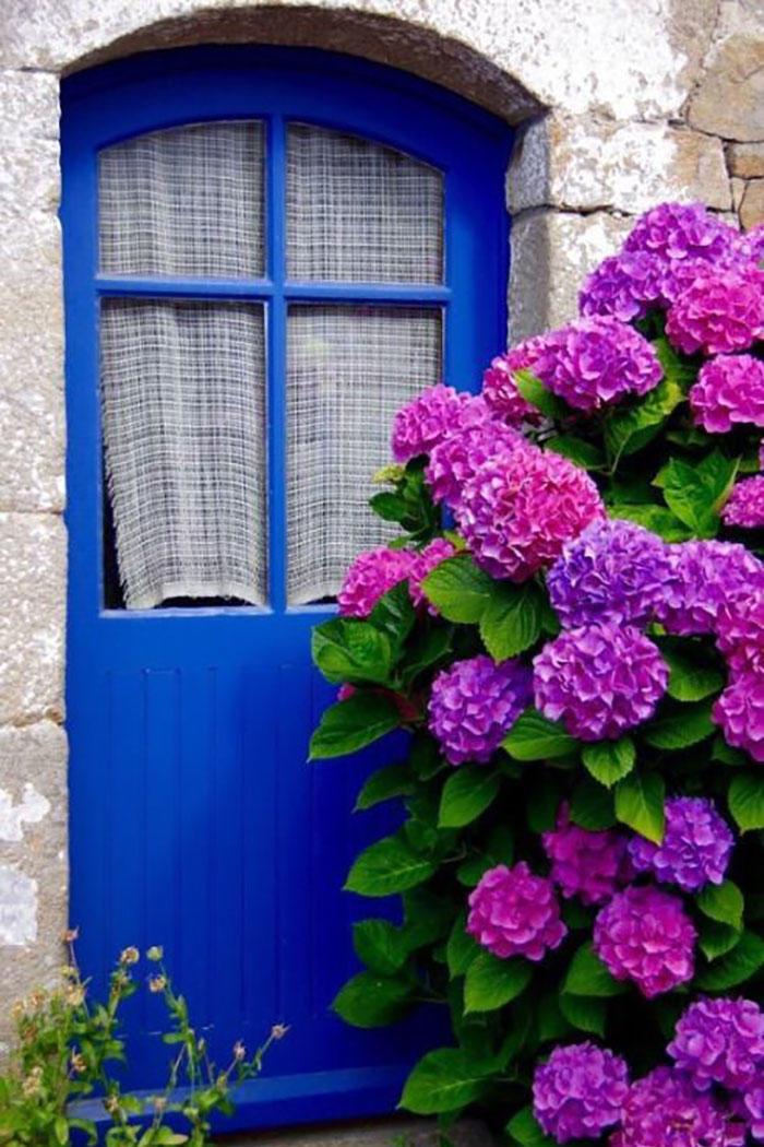 Púrpura Hydrangeas in Front of Blue Doorway